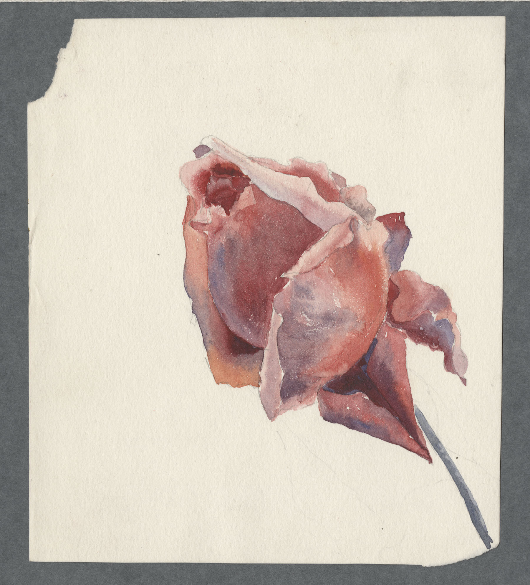 Ruth Martin Carvill-s 1902 Composition book, water color painting of a rose, undated. close up.